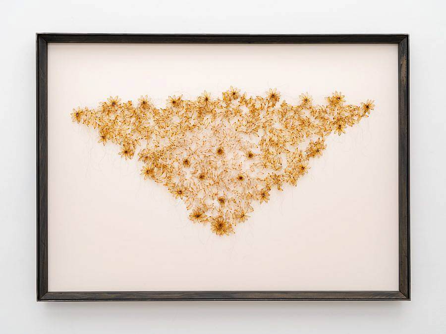 Sculpture of cicada wings, which are formed into small flowers which work together to form a large isosceles triangle. The wings are golden against a white canvas background, which is framed with a black frame.