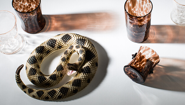 Image Description: The photograph is shot from above and there is a large fake snaked curled up in the lower lefthand corner that is tan with dark brown spots. There are five glasses in the photo. Three are speckled with a dark brown and two that are transparent with a slight warm-toned tan tint. 